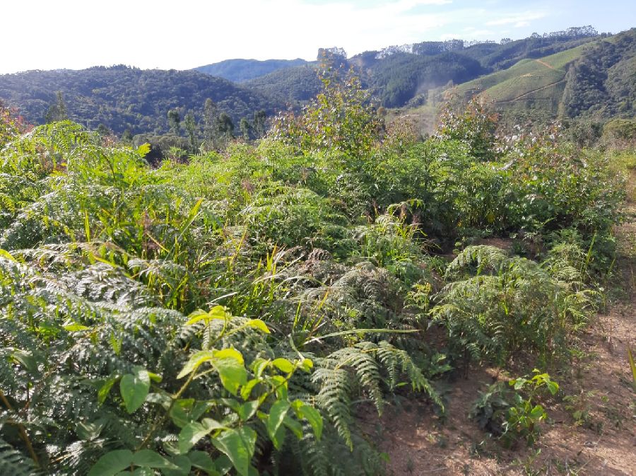 Área em Bocaiuva - Área Rural em Bocaiúva do Sul