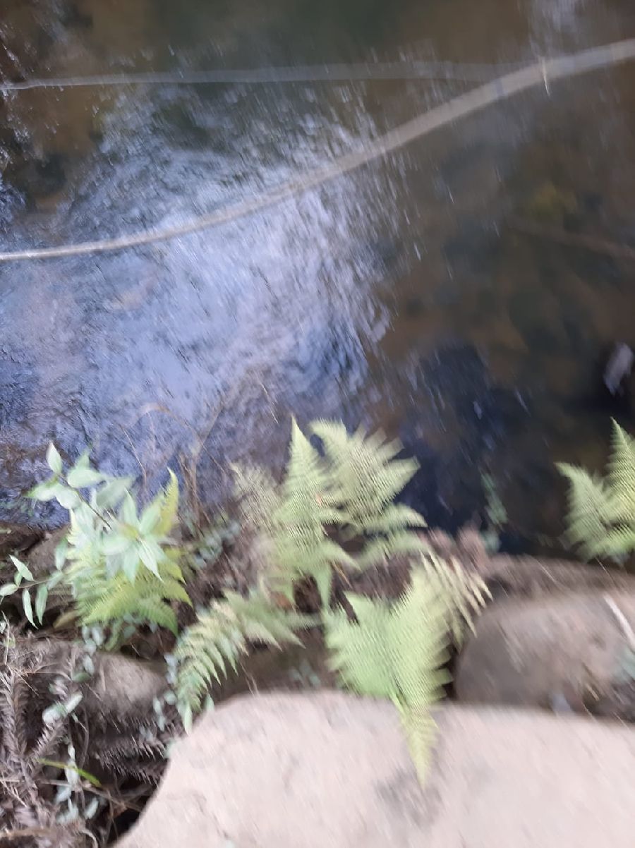 Área em Bocaiuva - Área Rural em Bocaiúva do Sul