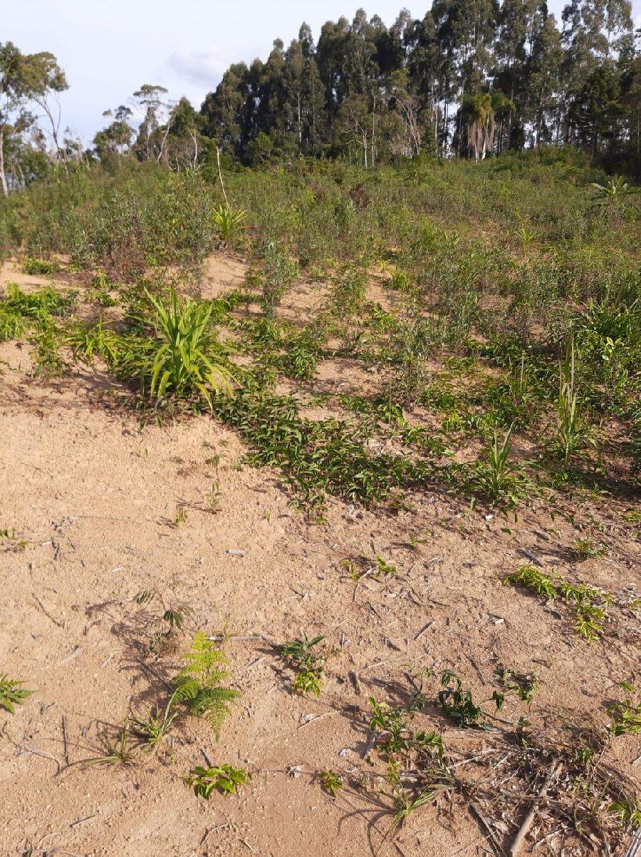 Área em Bocaiuva - Área Rural em Bocaiúva do Sul