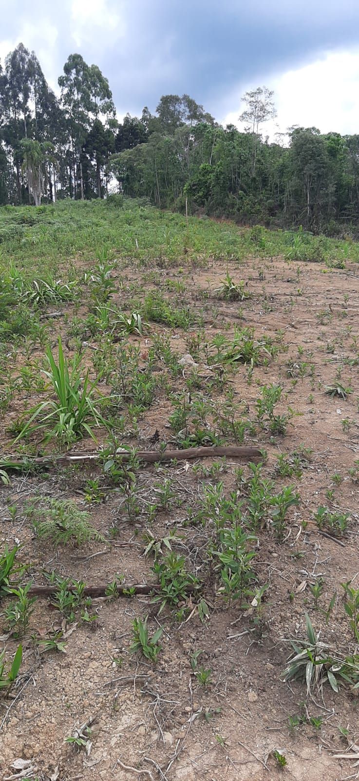 Chácara em Bocaiuva - Chacara Barra das Cruzes