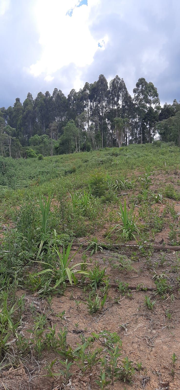 Chácara em Bocaiuva - Chacara Barra das Cruzes