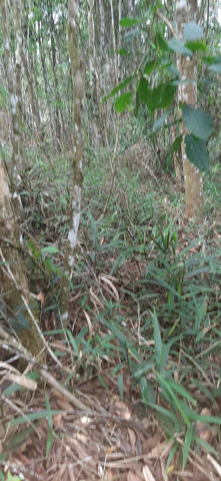 Chácara em Bocaiuva - Chacara Barra das Cruzes