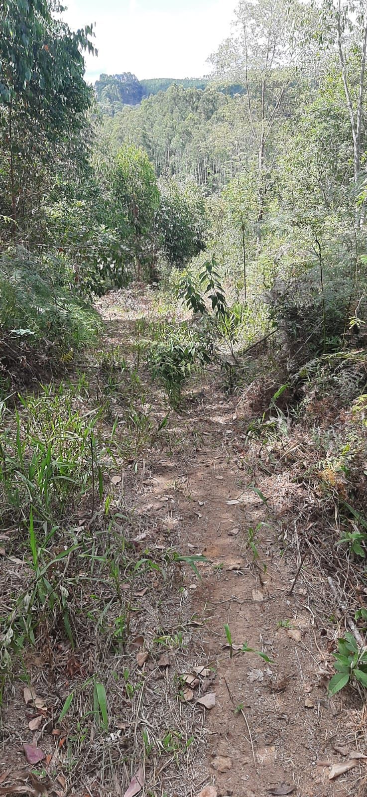 Chácara em Bocaiuva - Chacara Barra das Cruzes