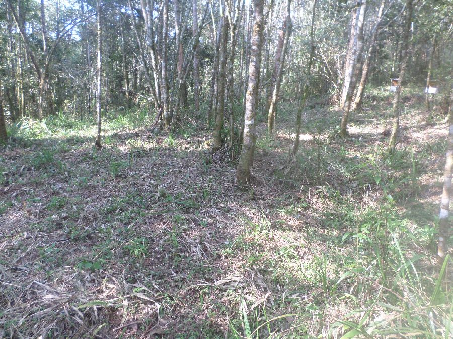 Chácara em Bocaiuva - Chacara Limeirinha Rio Abaixo