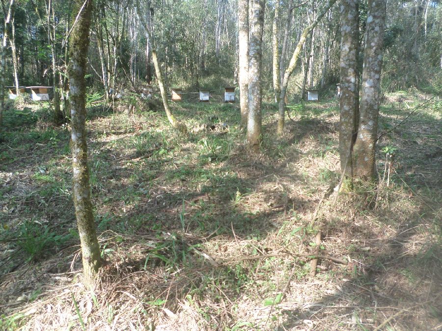 Chácara em Bocaiuva - Chacara Limeirinha Rio Abaixo