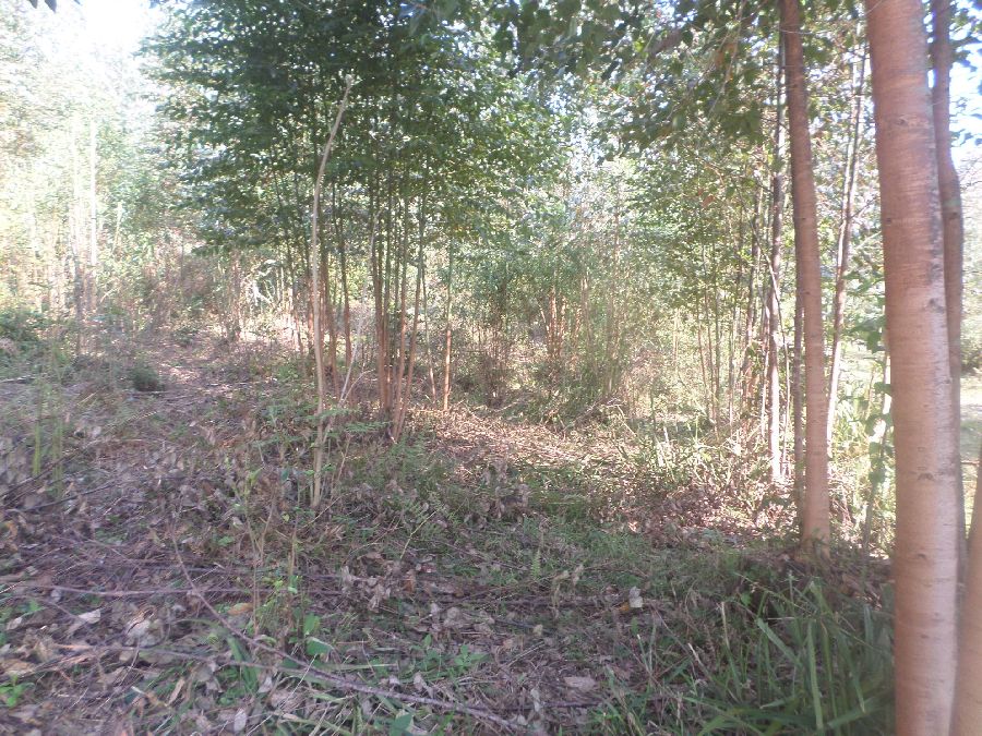 Chácara em Bocaiuva - Chacara Limeirinha Rio Abaixo