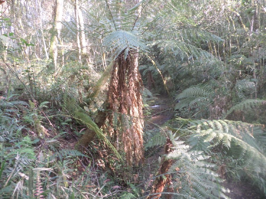 Chácara em Bocaiuva - Chacara Limeirinha Rio Abaixo